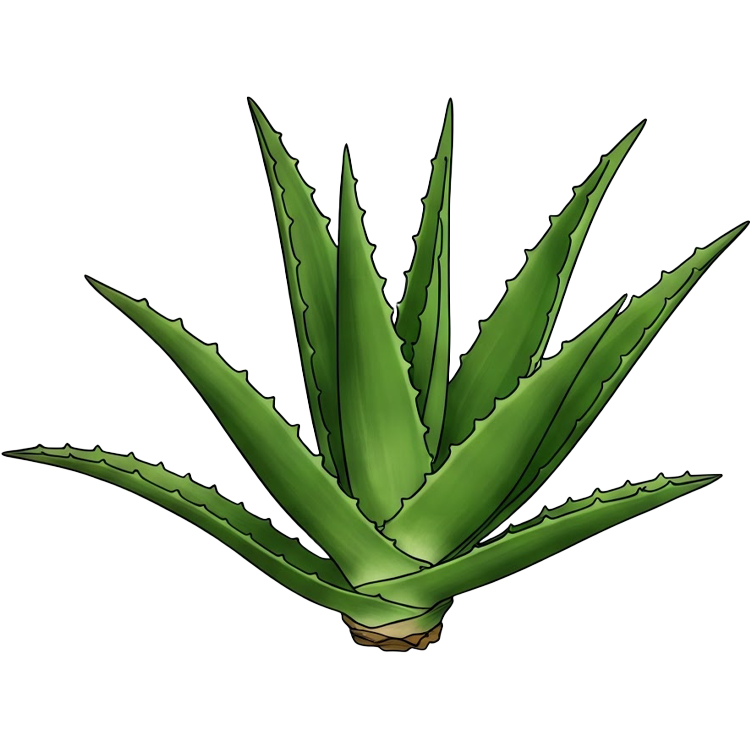 aloe แปลว่า ว่านหางจระเข้