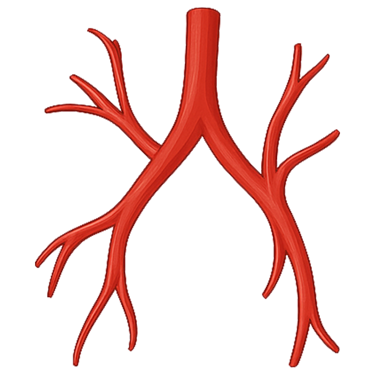 artery แปลว่า เส้นเลือดแดง