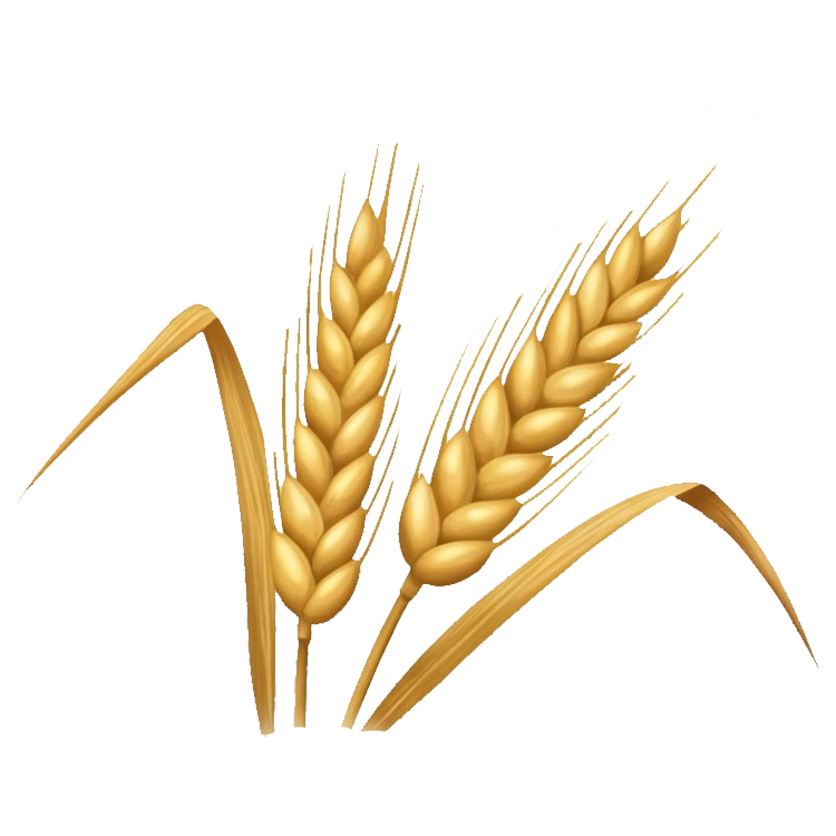 barley แปลว่า ข้าวบาร์เลย์