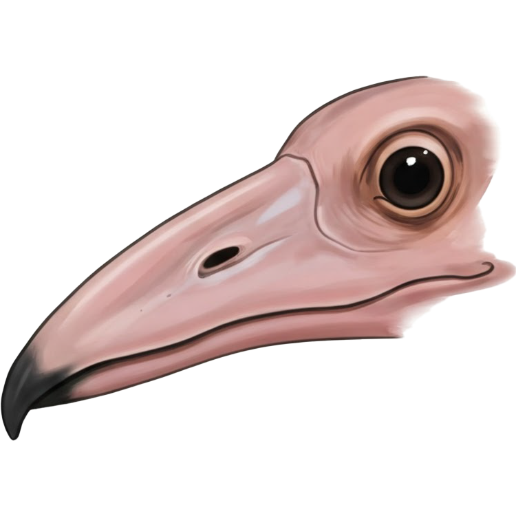 beak แปลว่า จงอยปากนก