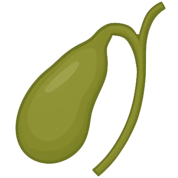 bile แปลว่า น้ำดี