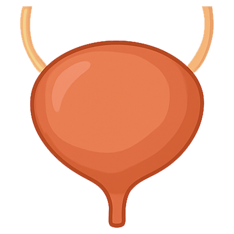 bladder แปลว่า กระเพาะปัสสาวะ