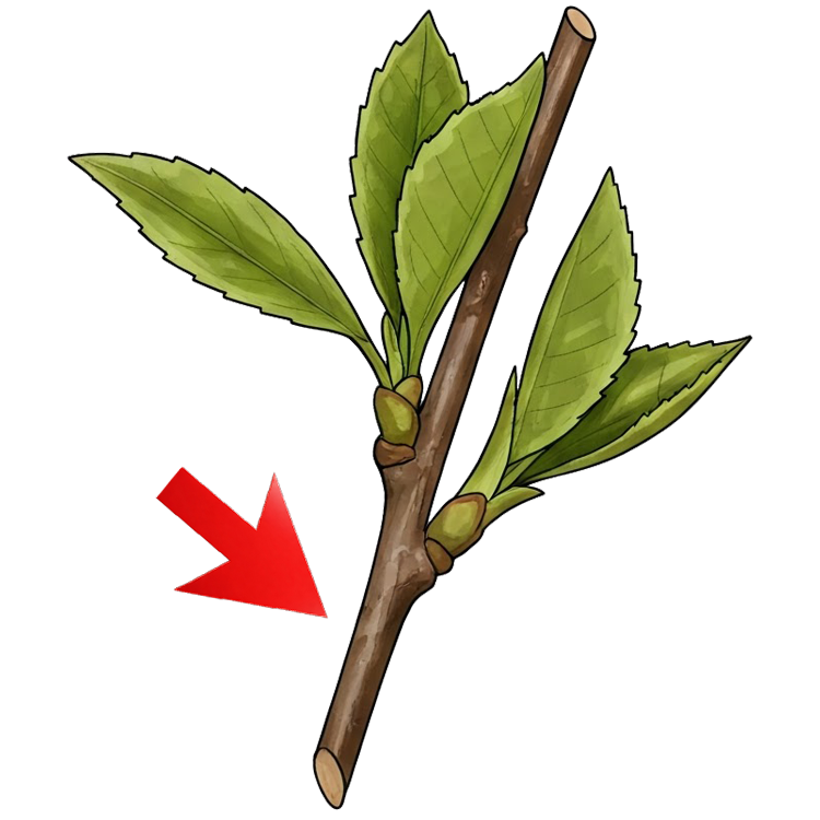 bough แปลว่า กิ่ง