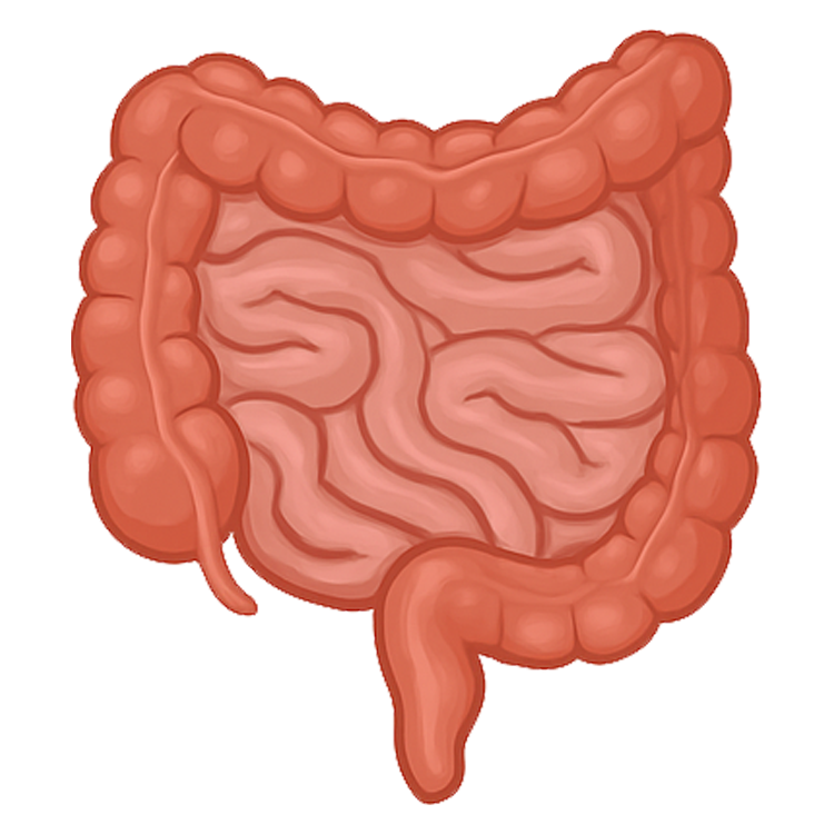 bowels แปลว่า ลำไส้