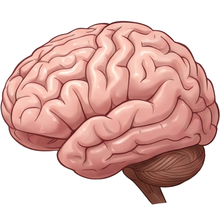 brain แปลว่า สมอง