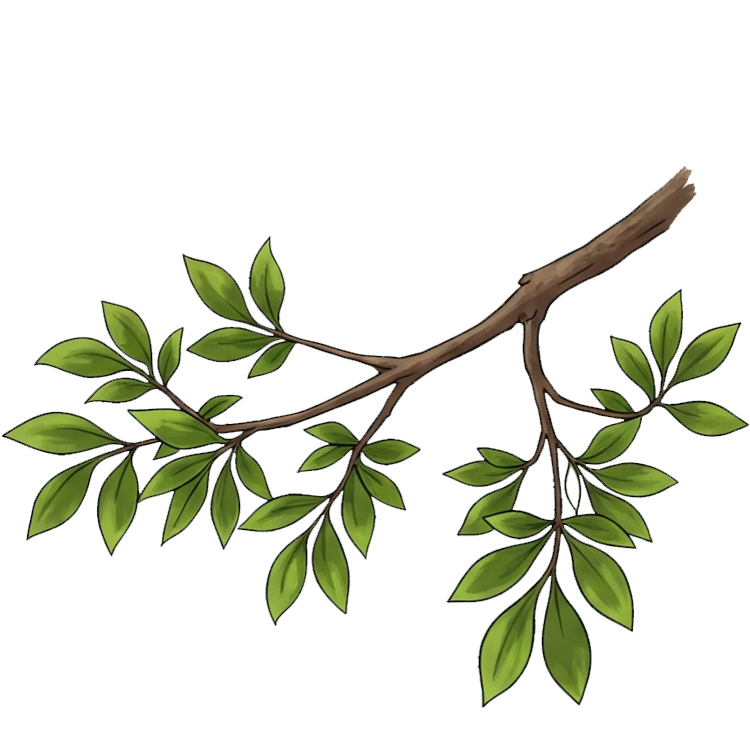 branch แปลว่า กิ่งก้าน