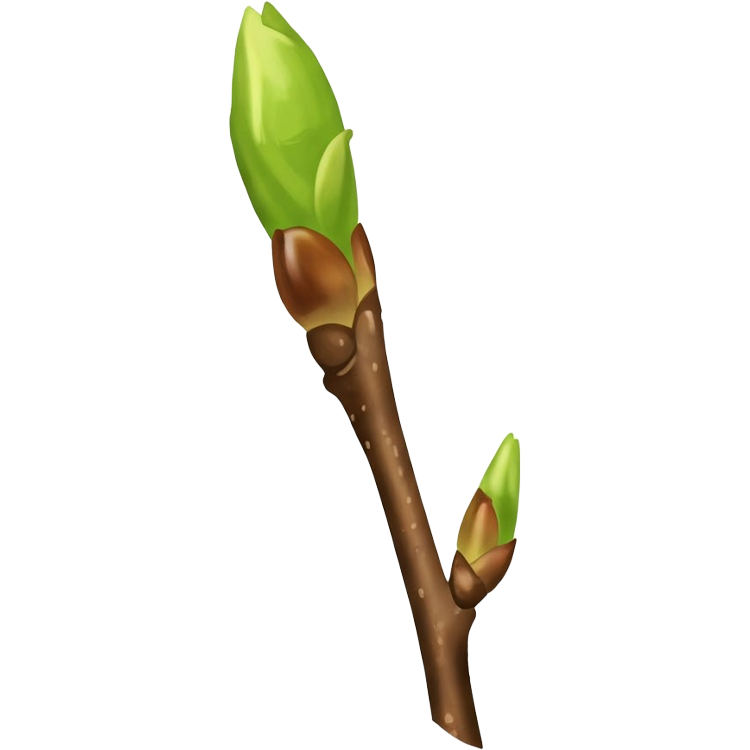 bud แปลว่า ต้นอ่อน,หน่อ