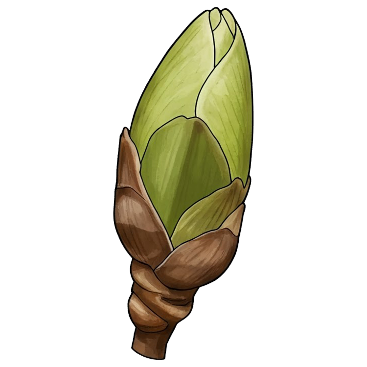 bud แปลว่า ต้นอ่อน