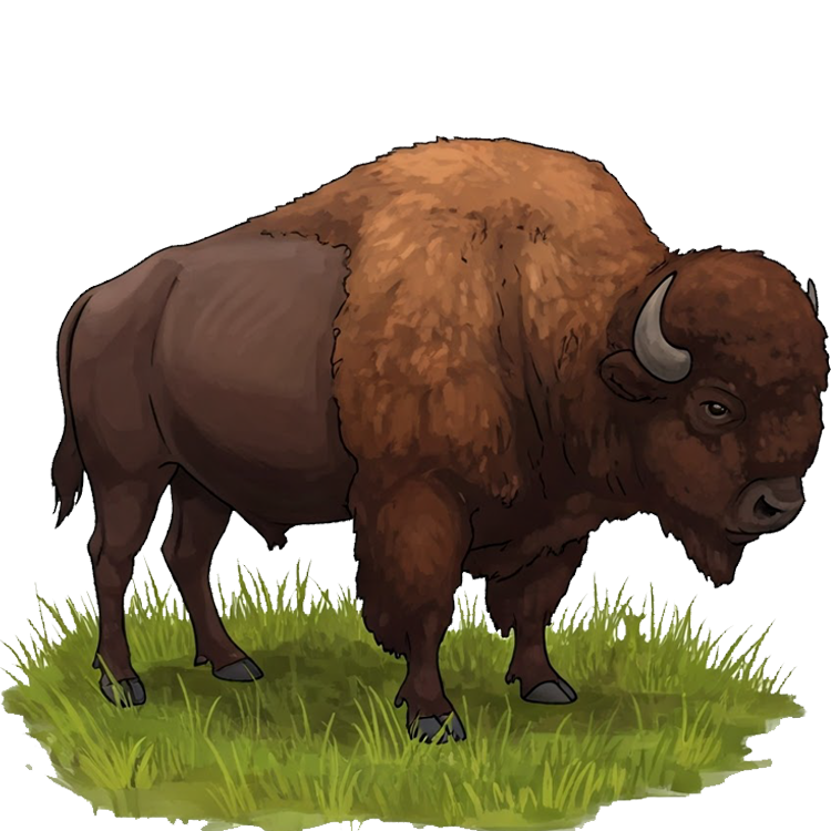 buffalo แปลว่า ควาย