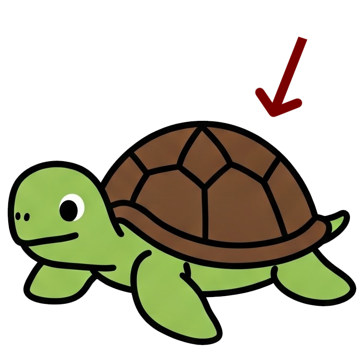 carapace แปลว่า กระดองหรือเปลือกแข็งที่หุ้มตัวสัตว์