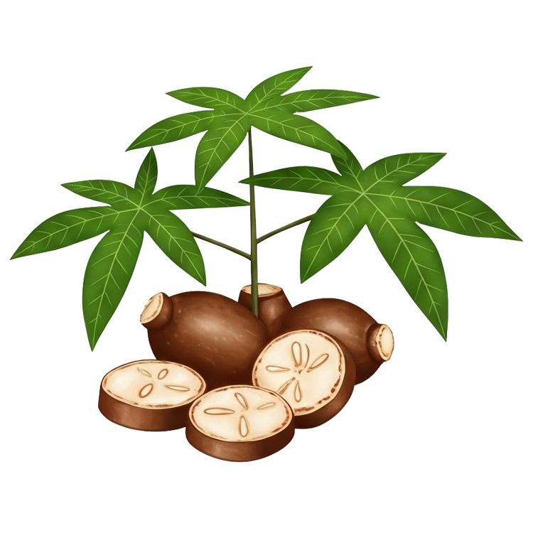 cassava แปลว่า มันสำปะหลัง