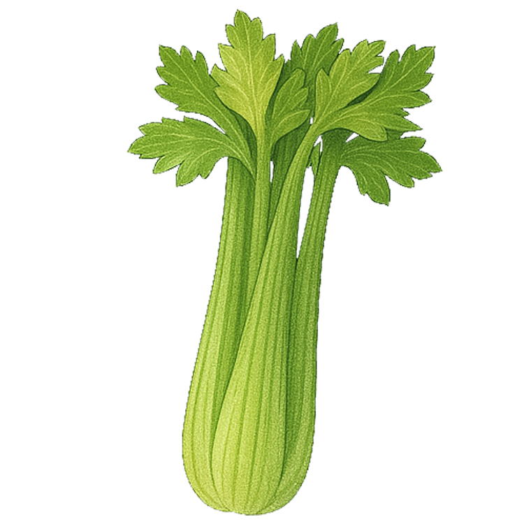 celery แปลว่า ผักคื่นช่าย