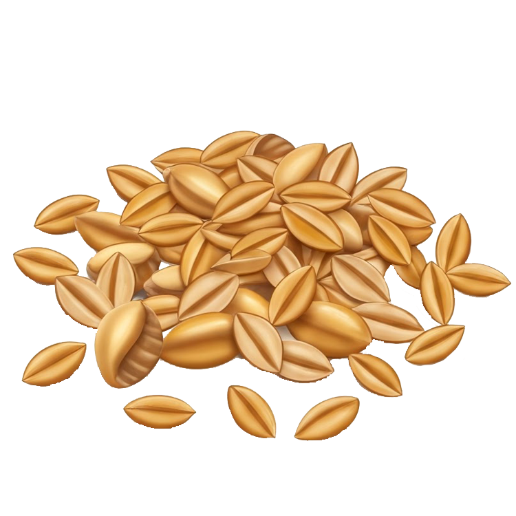 cereal แปลว่า เมล็ดธัญพืช