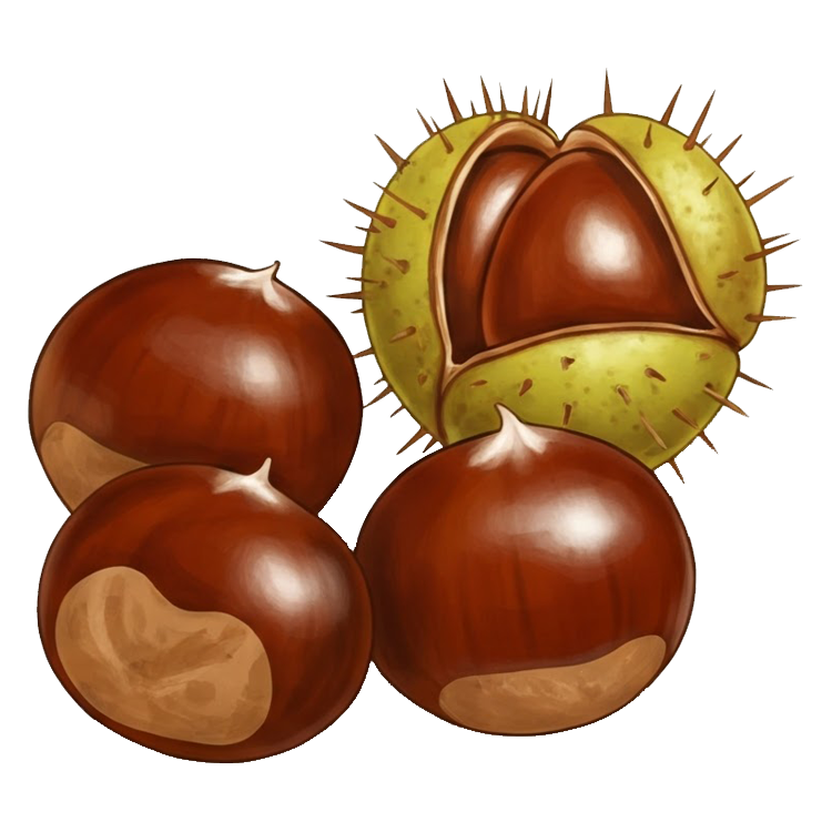 chestnut แปลว่า เกาลัด