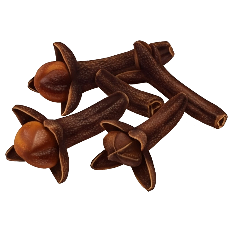 clove แปลว่า กานพลู