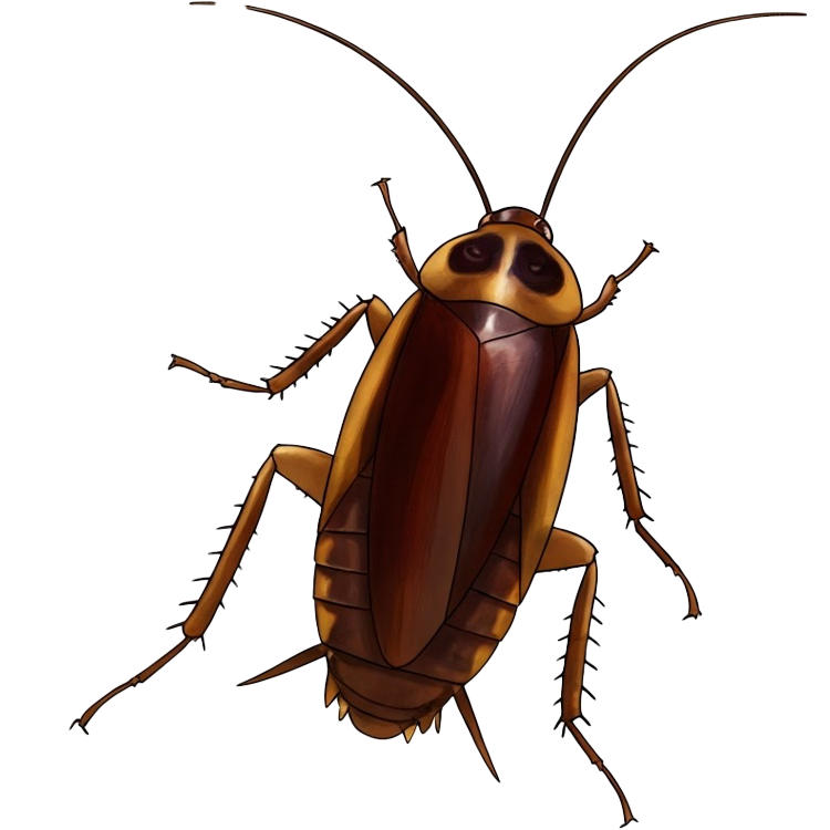 cockroach แปลว่า แมลงสาบ