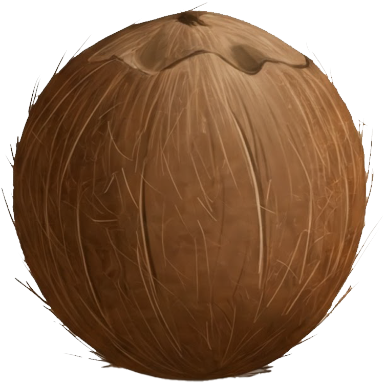 coconut แปลว่า มะพร้าว