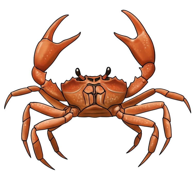 crab แปลว่า ปู