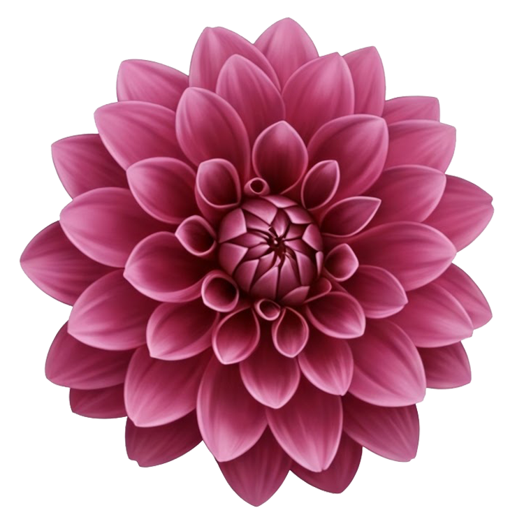 dahlia แปลว่า ดอกรักเร่