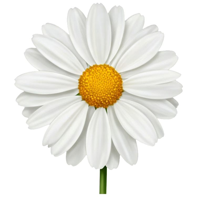 daisy แปลว่า ดอกเดซี่