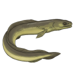 eel