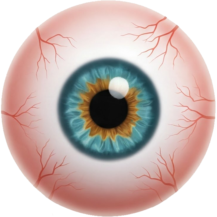 eyeball แปลว่า ลูกตา