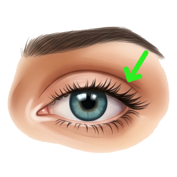 eyelid แปลว่า เปลือกตา