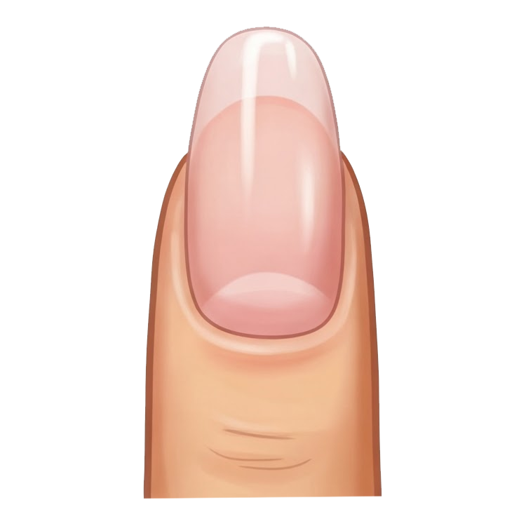 fingernail แปลว่า เล็บมือ