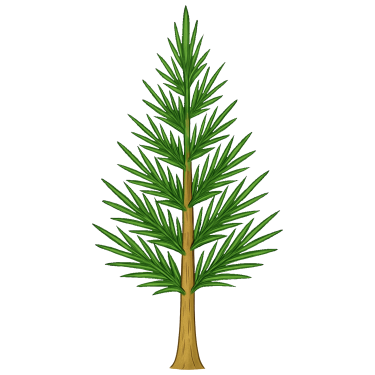 fir แปลว่า ต้นสนที่มีใบแหลมยาว