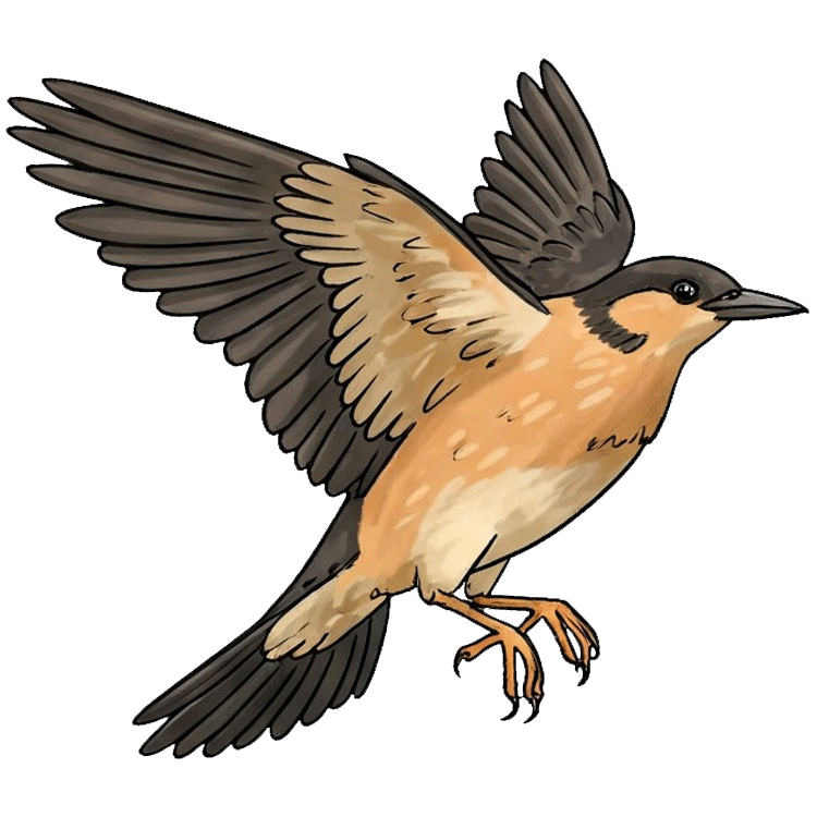 flap แปลว่า กระพือปีก