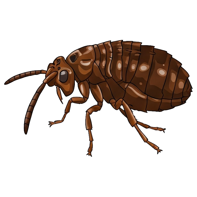 flea แปลว่า หมัด,เห็บ