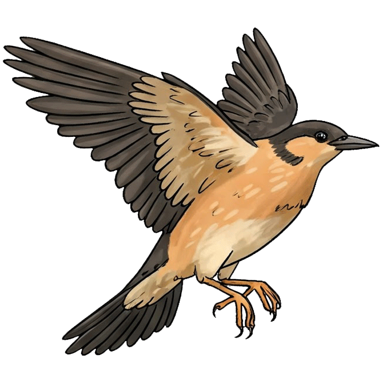 fly แปลว่า บิน