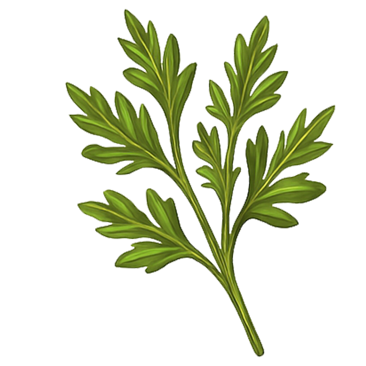 herb แปลว่า สมุนไพร