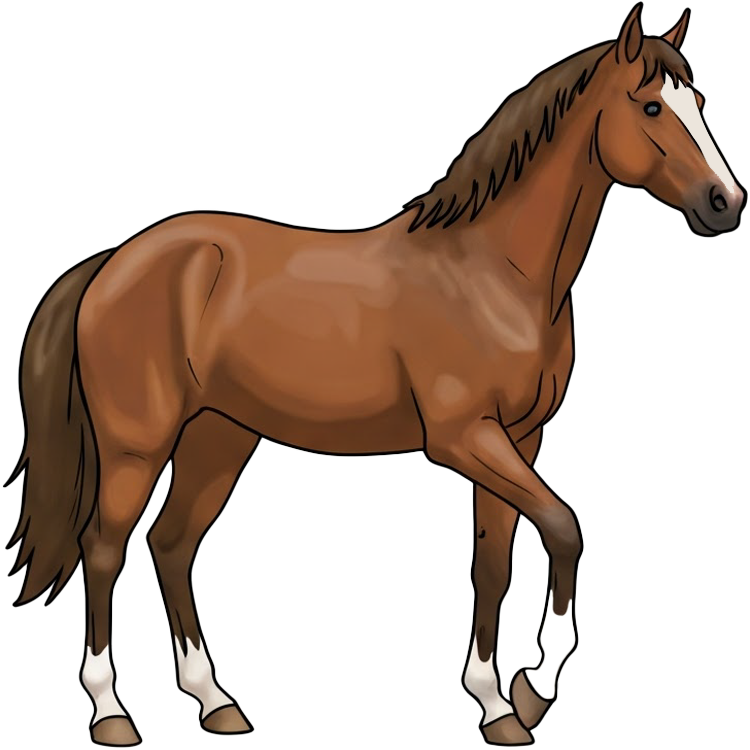 horse แปลว่า ม้า