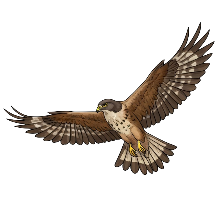 hover แปลว่า บินร่อน