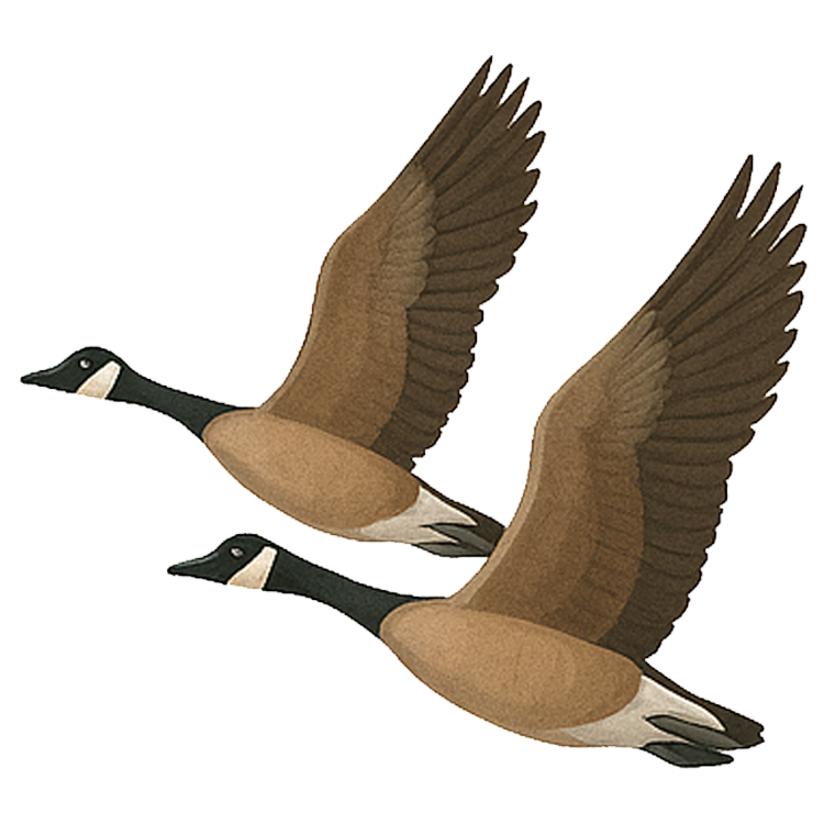 immigration แปลว่า การอพยพ