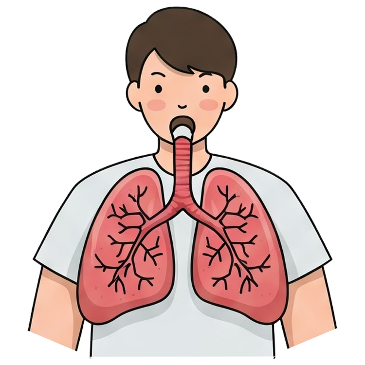 inhale แปลว่า หายใจเข้า