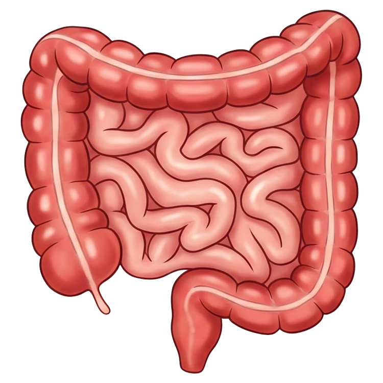 intestine แปลว่า ลำไส้