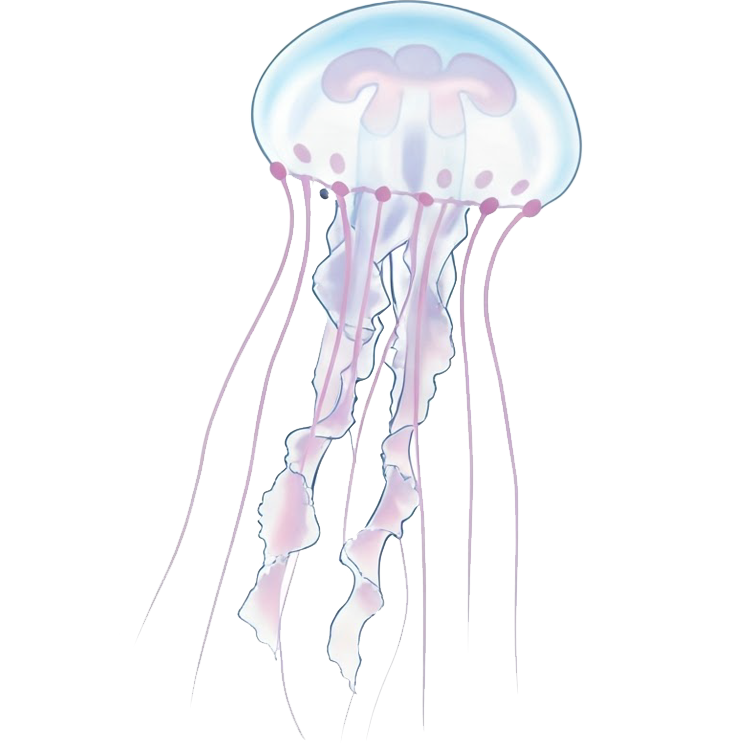 jellyfish แปลว่า แมงกะพรุน