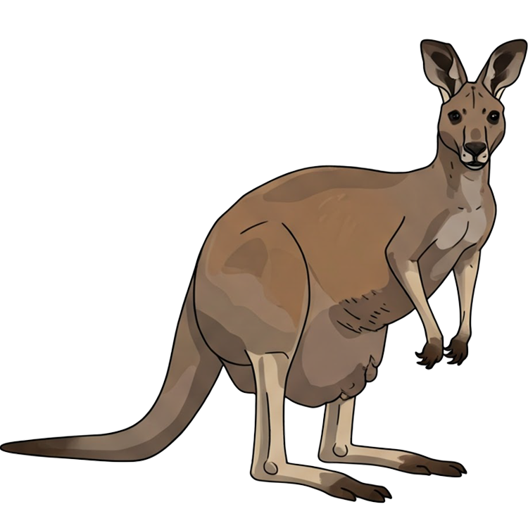 kangaroo แปลว่า จิงโจ้