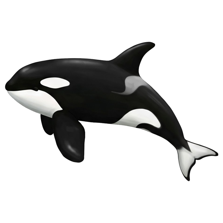 killer whale แปลว่า ปลาวาฬเพชรฆาต