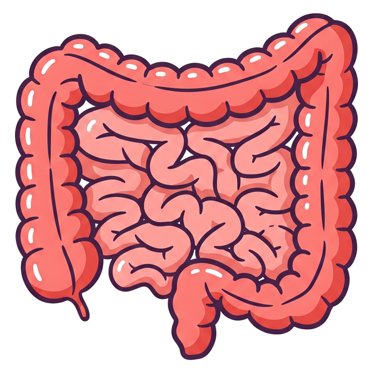 large intestine แปลว่า ลำไส้ใหญ่
