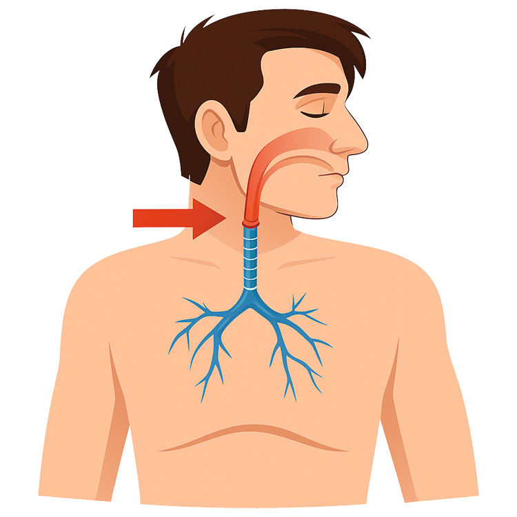 larynx แปลว่า กล่องเสียง