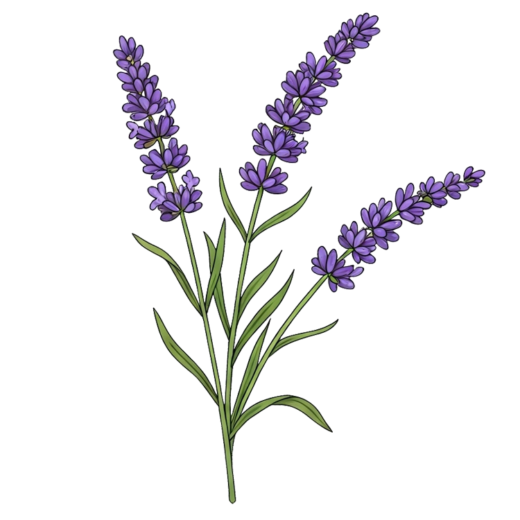 lavender แปลว่า ดอกลาเวนเดอร์