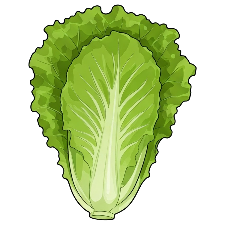 lettuce แปลว่า ผักกาดหอม