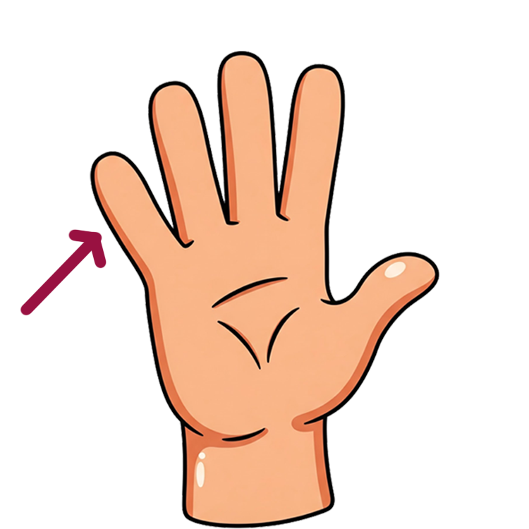 little finger แปลว่า นิ้วก้อย