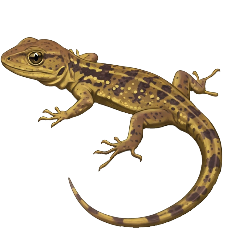 lizard แปลว่า จิ้งจก