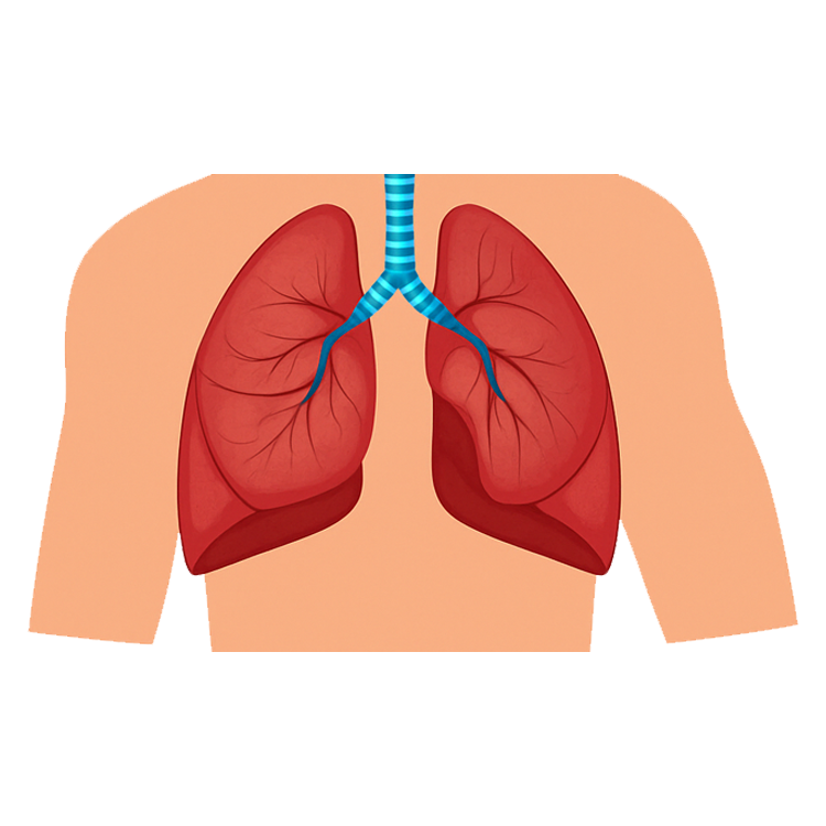 lung แปลว่า ปอด