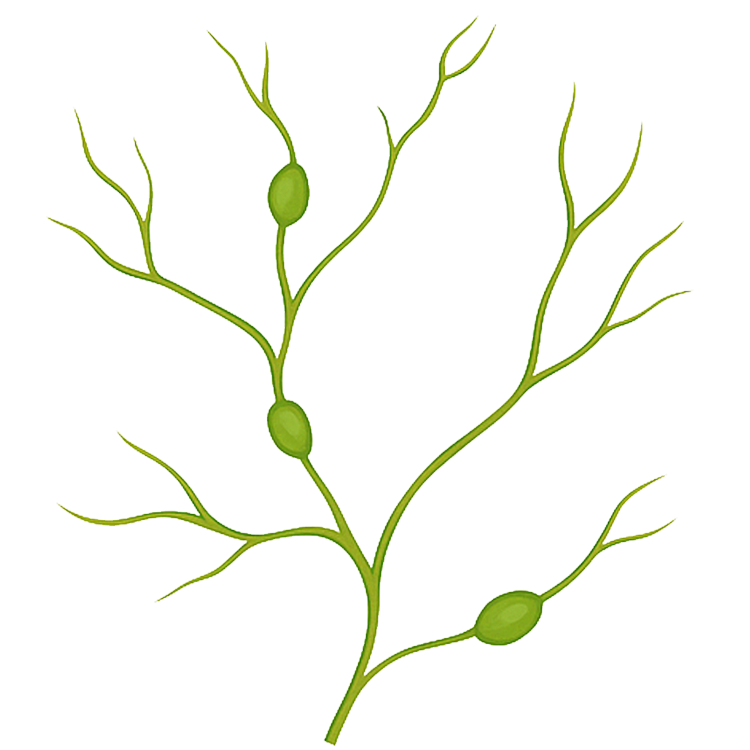 lymph แปลว่า น้ำเหลือง