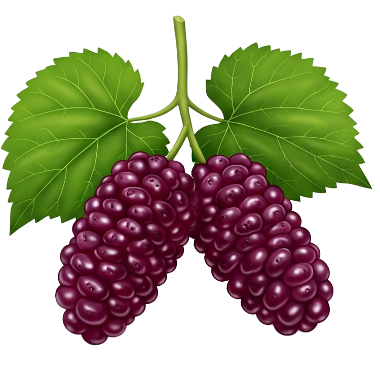 mulberry แปลว่า ผลมัลเบอร์รี